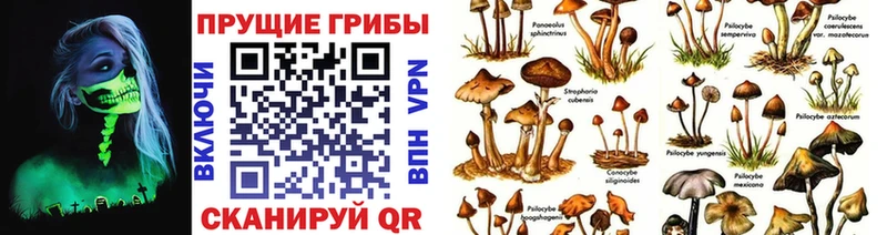 купить наркоту  Черемхово  Псилоцибиновые грибы Psilocybine cubensis 